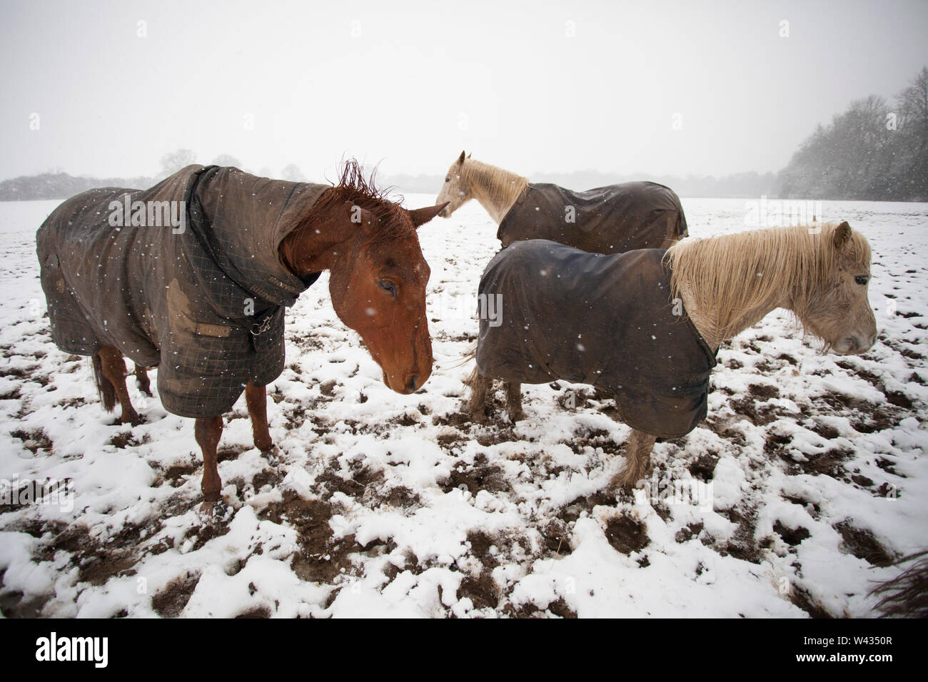 Pferd in Schutzschichten in einem Schneesturm, Hertfordshire, England, UK Stockfoto