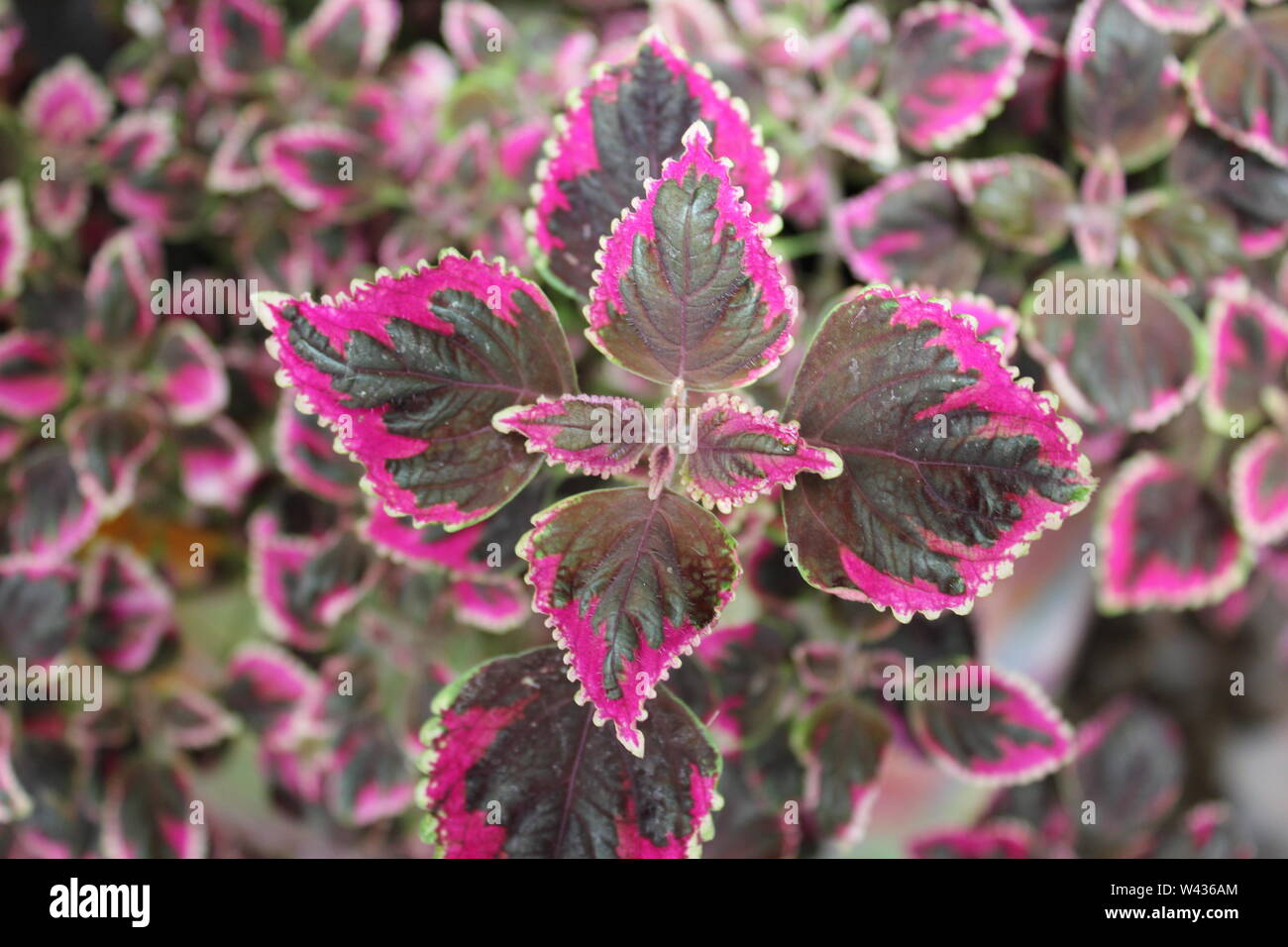 Bunte, coleus, Plectranthus scutellarioides, lackiert Brennnessel. Stockfoto