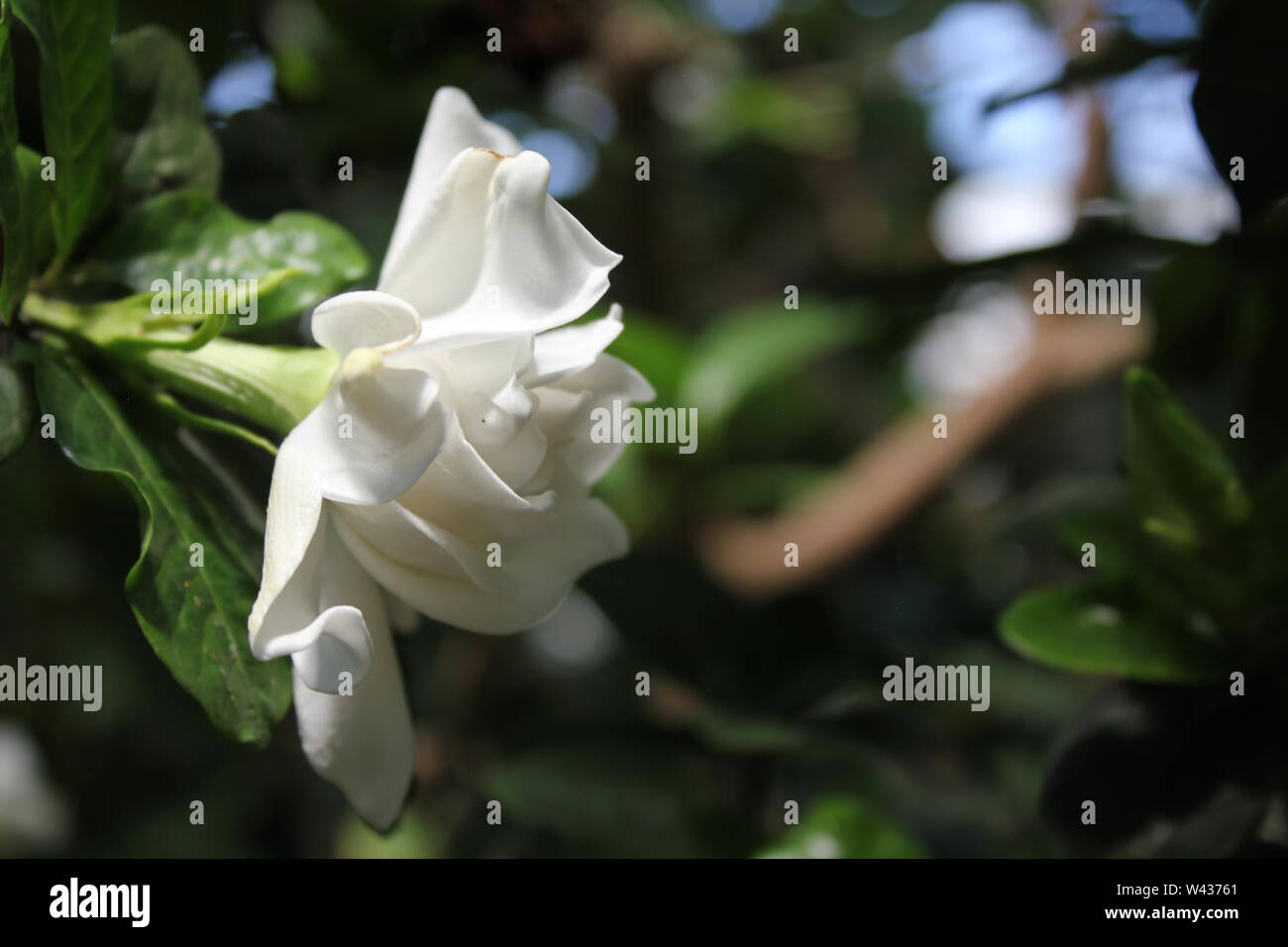 White Gardenia Blossom, Gardenia jasminoides, Augusta, Kap Jasmin, danh-danh, Kap jessamine in voller Blüte. Stockfoto
