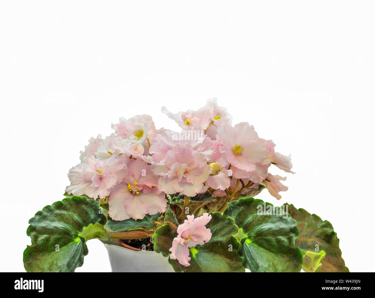 Schöne blühende Pflanze von Senpolia oder Uzumbar Violett (Saintpaulien) mit zarten Rosa terry Blütenblätter im Topf. Dekorative Kübelpflanzen Zimmerpflanze Nahaufnahme o Stockfoto