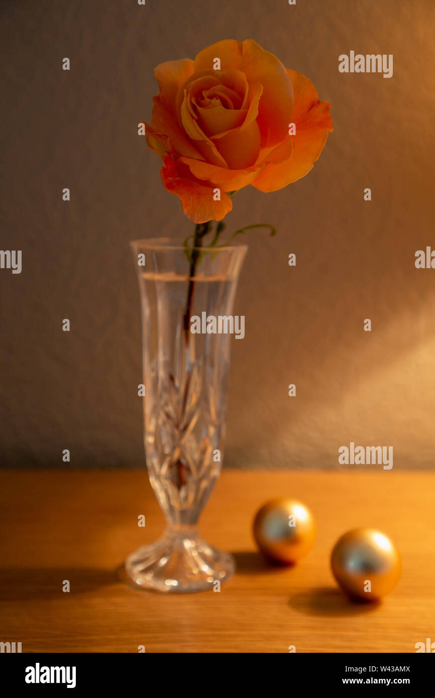 Eine große Whisky Mac Hybrid Tea Rose Schnittblume in einem abgetrennten Glas Vase von einem Tisch Lampe leuchtet Stockfoto