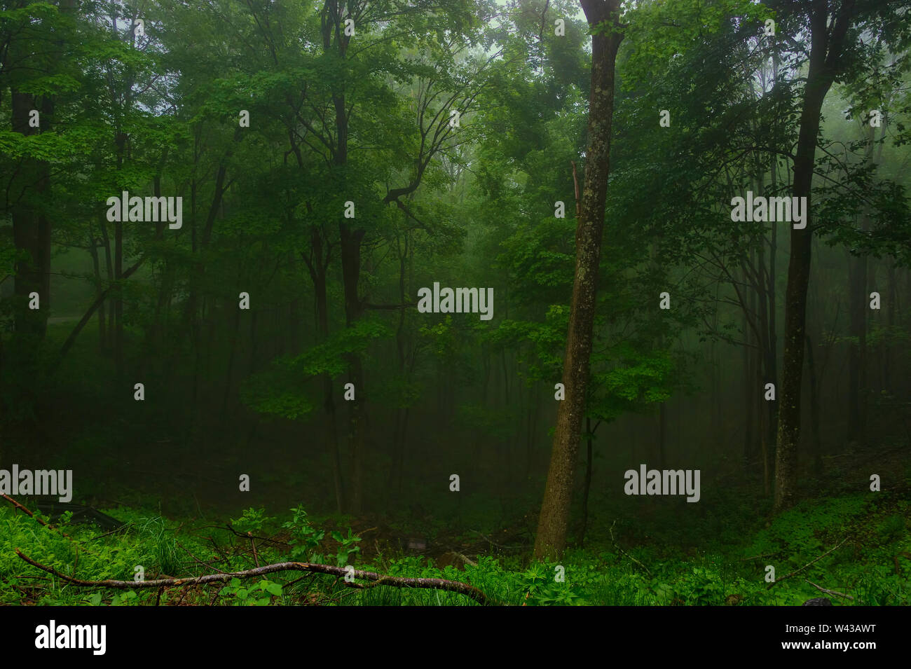 Ein weiches Misty rain Anzeigen dieses mystischen Wald von Emerald Green in den Appalachen von Virginia. Stockfoto