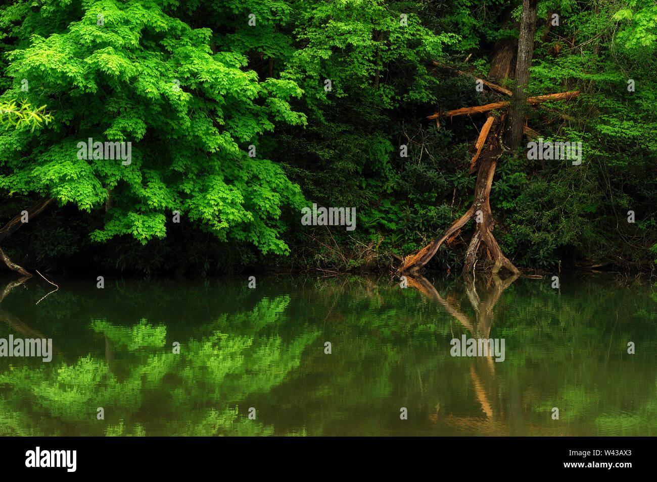 Üppiger Frühling Grüns und einem gefallenen toten Baum spiegeln sich in den ruhigen Wassern des Flusses in der appalachain Mountains von Virginia. Stockfoto