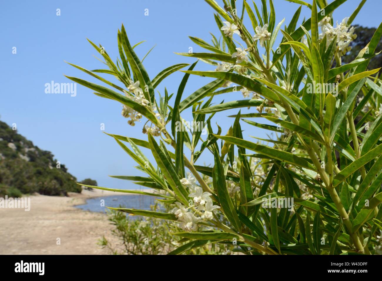 Seidenpflanze / Ballon Baumwolle/Schmal-leaved Baumwolle bush (Gomphocarpus fruticosus) Blüte durch Rio Codula di Luna stream, Cala Luna, Sardinien. Stockfoto