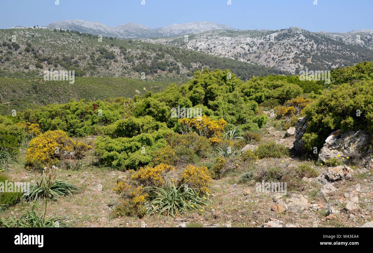 Kalkstein Hochebene im Supramonte Bergkette mit Garrigue/Macchia macchia Vegetation, in der Nähe von Urzulei, Sardinien, Italien, Juni 2018. Stockfoto