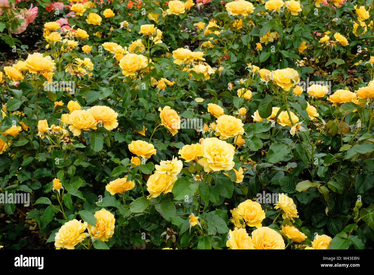 Nahaufnahme einer Blüte auf Rosen gebettet, UK - Johannes Gollop [ Stockfoto