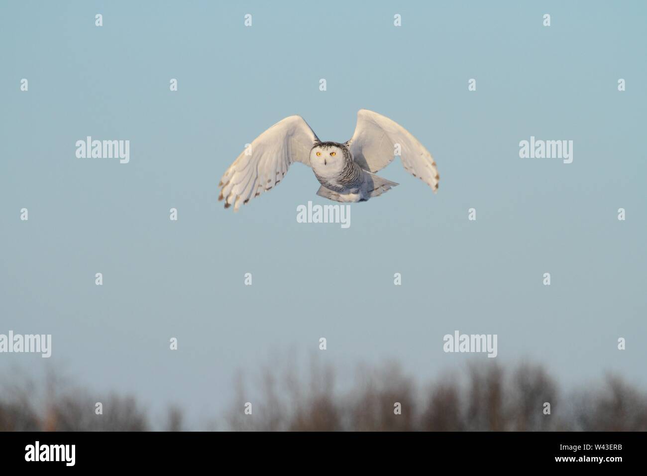 Snowy Owl fotografiert in Ontario, Kanada. Stockfoto