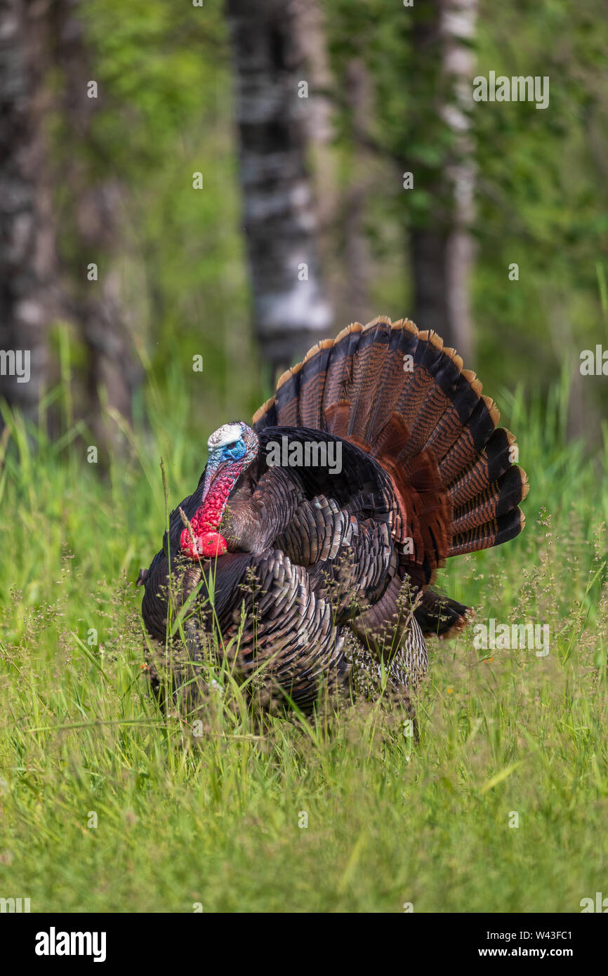 Tom Türkei strutting für eine Henne in Nordwisconsin. Stockfoto