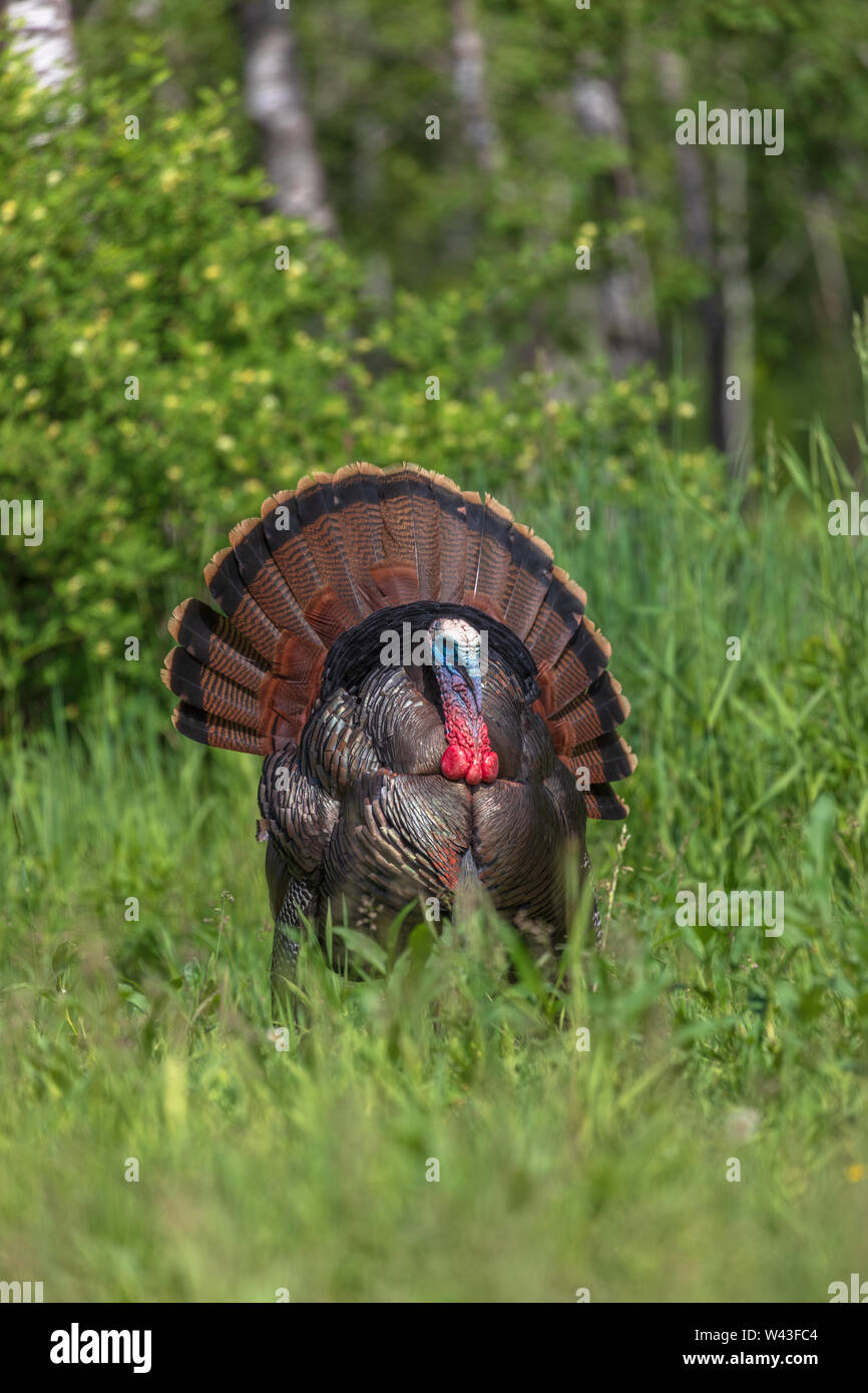 Tom Türkei strutting für eine Henne in Nordwisconsin. Stockfoto