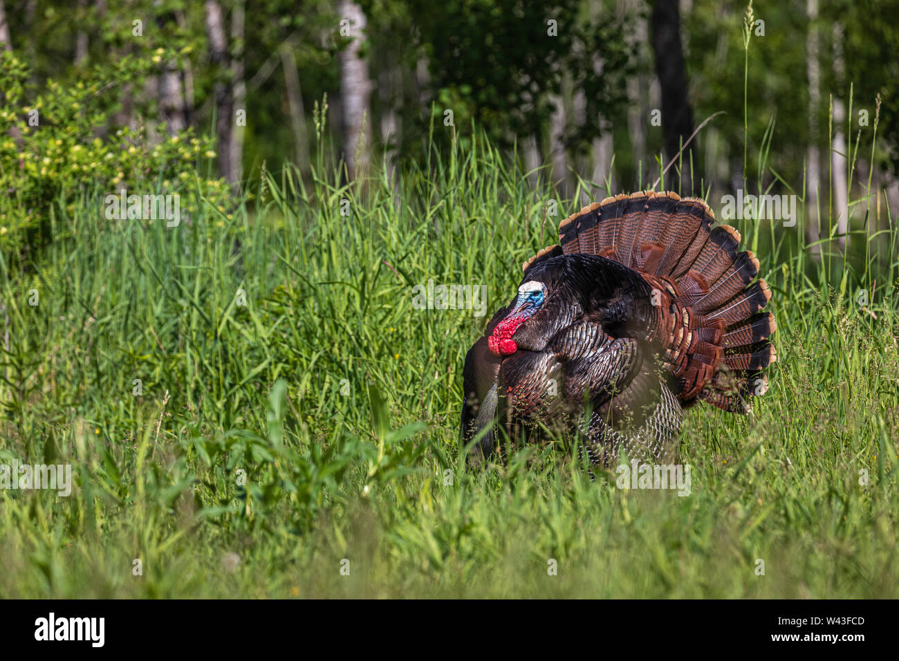 Tom Türkei strutting für eine Henne in Nordwisconsin. Stockfoto