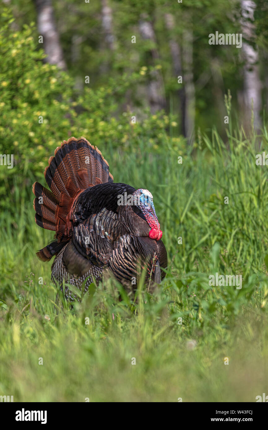 Tom Türkei strutting für eine Henne in Nordwisconsin. Stockfoto