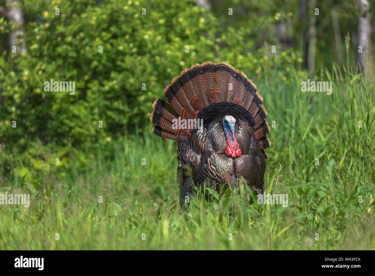 Tom Türkei strutting für eine Henne in Nordwisconsin. Stockfoto