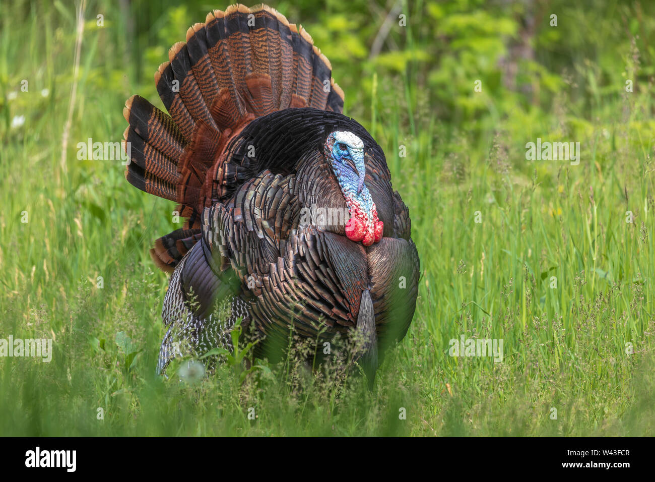Tom Türkei strutting für eine Henne in Nordwisconsin. Stockfoto