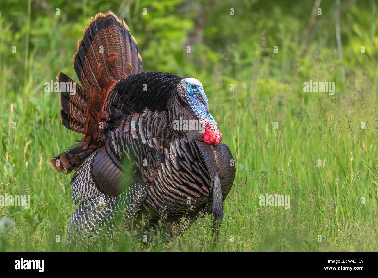 Tom Türkei strutting für eine Henne in Nordwisconsin. Stockfoto