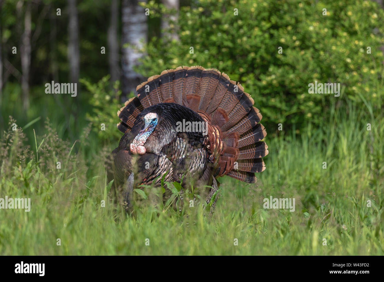 Tom Türkei strutting für eine Henne in Nordwisconsin. Stockfoto