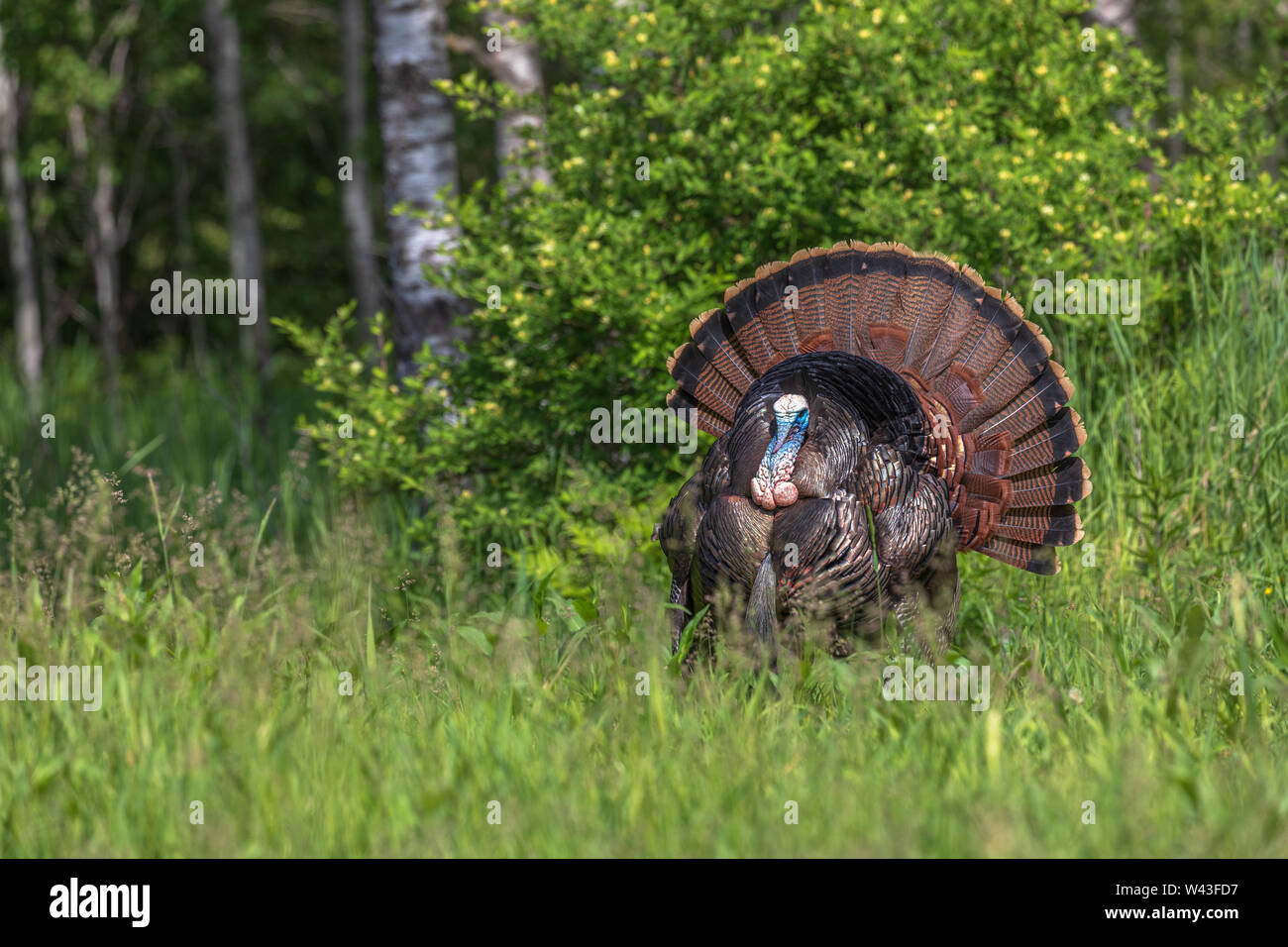 Tom Türkei strutting für eine Henne in Nordwisconsin. Stockfoto