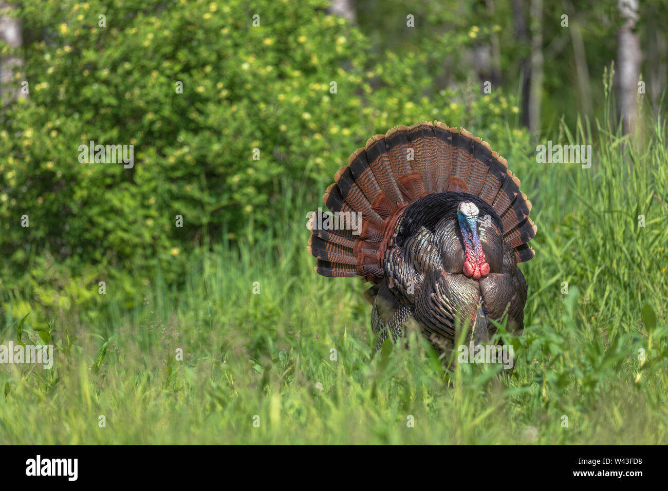 Tom Türkei strutting für eine Henne in Nordwisconsin. Stockfoto