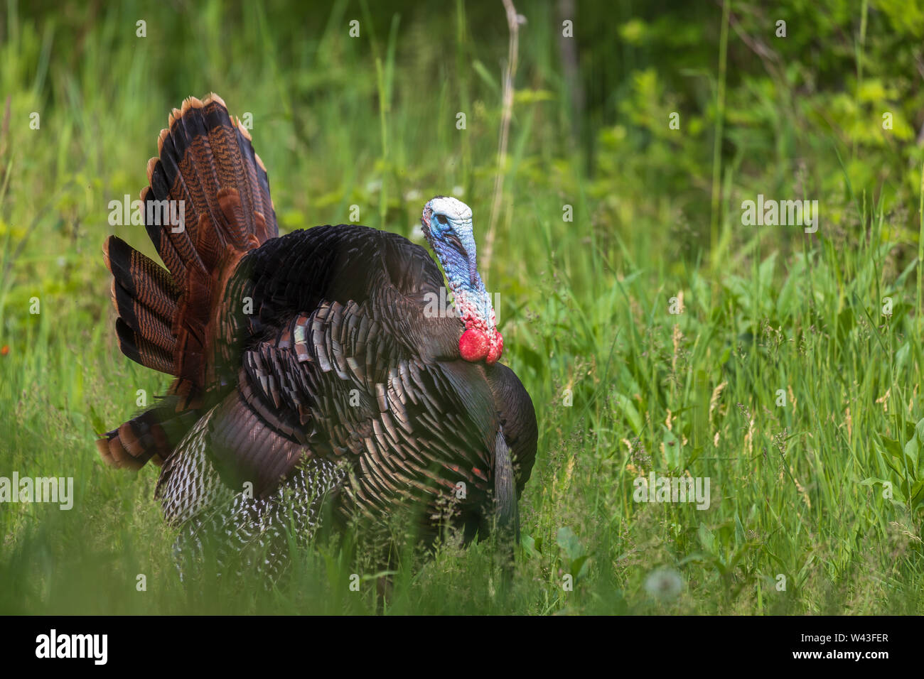 Tom Türkei strutting für eine Henne in Nordwisconsin. Stockfoto