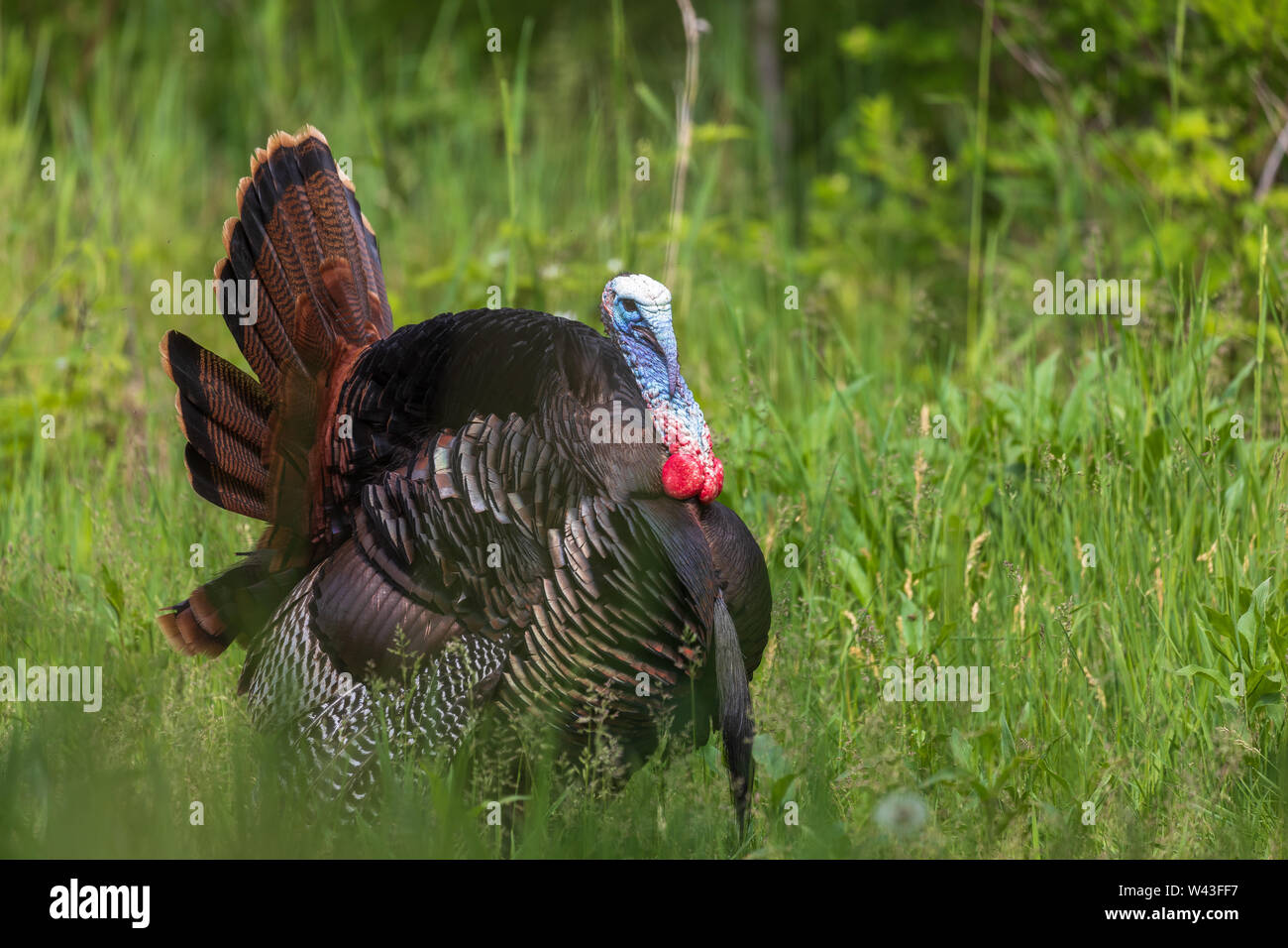 Tom Türkei strutting für eine Henne in Nordwisconsin. Stockfoto
