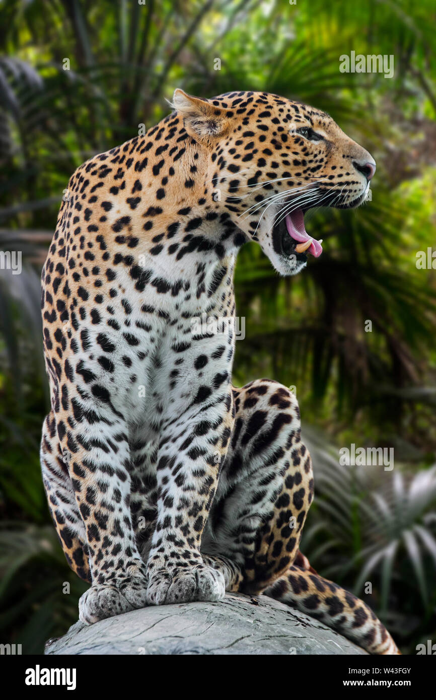Javan Leopard (Panthera pardus Melas) Brüllen in tropischen Regenwald, native auf der indonesischen Insel Java Stockfoto