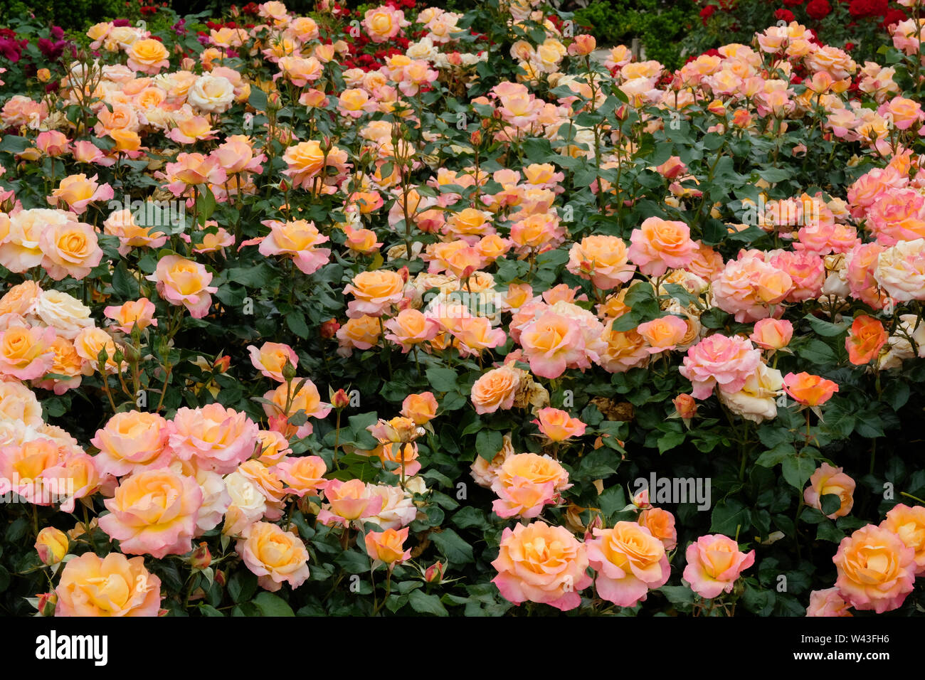 Nahaufnahme der Blüte rose rosa Britannia Frycalm, UK - Johannes Gollop  Stockfotografie - Alamy