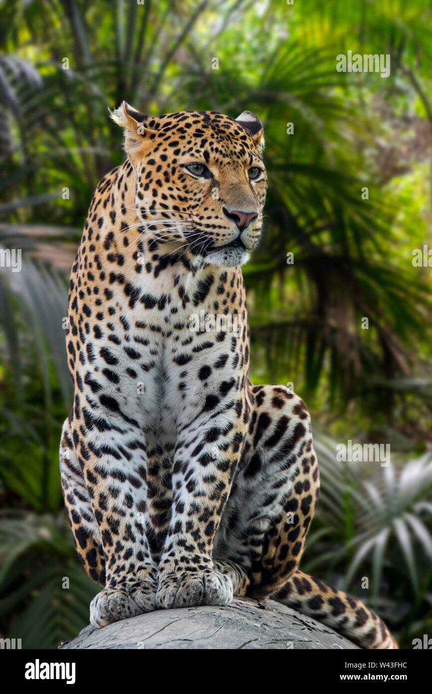 Javan Leopard (Panthera pardus Melas) sitzen auf gefallenen Baumstamm im tropischen Regenwald, native auf der indonesischen Insel Java Stockfoto