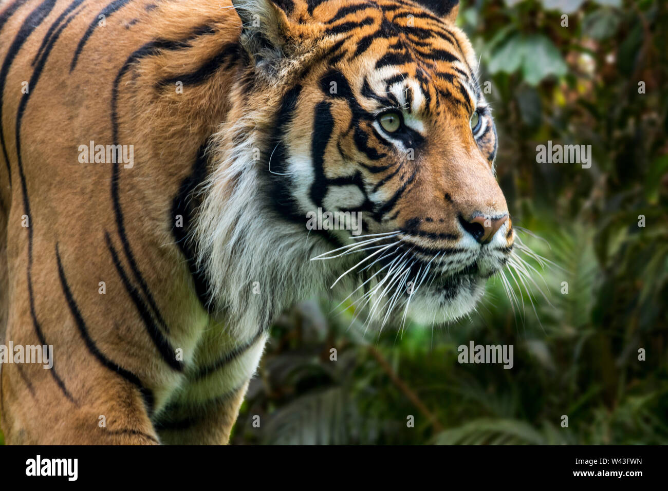 Sumatra-tiger (Panthera tigris sondaica) im tropischen Wald, native auf der indonesischen Insel Sumatra, Indonesien Stockfoto