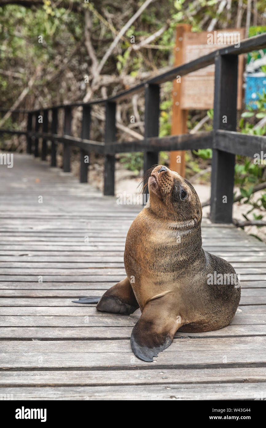 Galapagos Baby Seelöwen Junge ruht auf Strandpromenade Weg blockiert den Weg zu gehen. Touristische Attraktion auf Isabela Insel, Galapagos Inseln im Süden Stockfoto