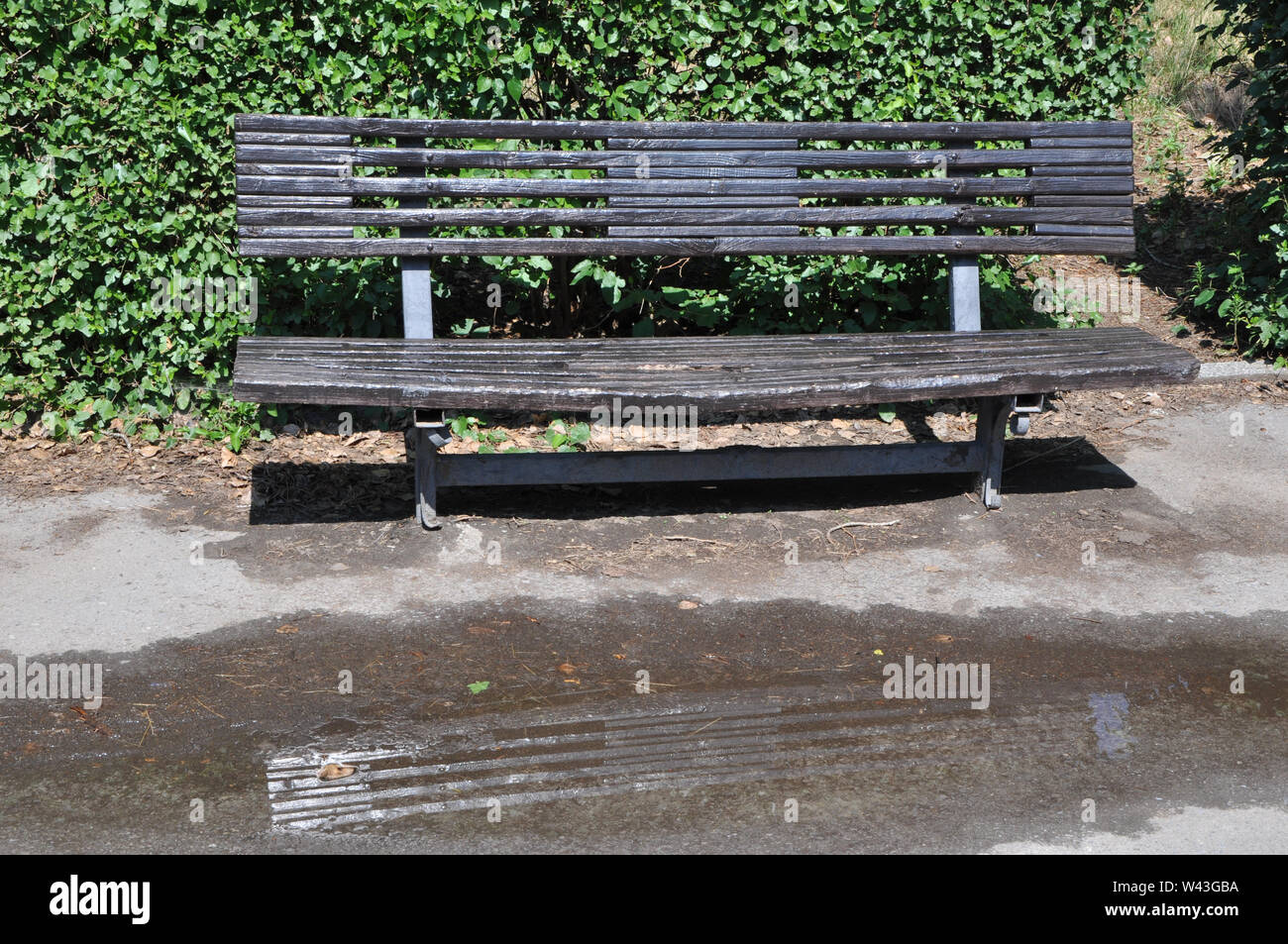 Schwarz lackiert alte Holzbank gegen grüne Sträucher mit dem Pool nach dem Sommer Regen in einem Park Stockfoto