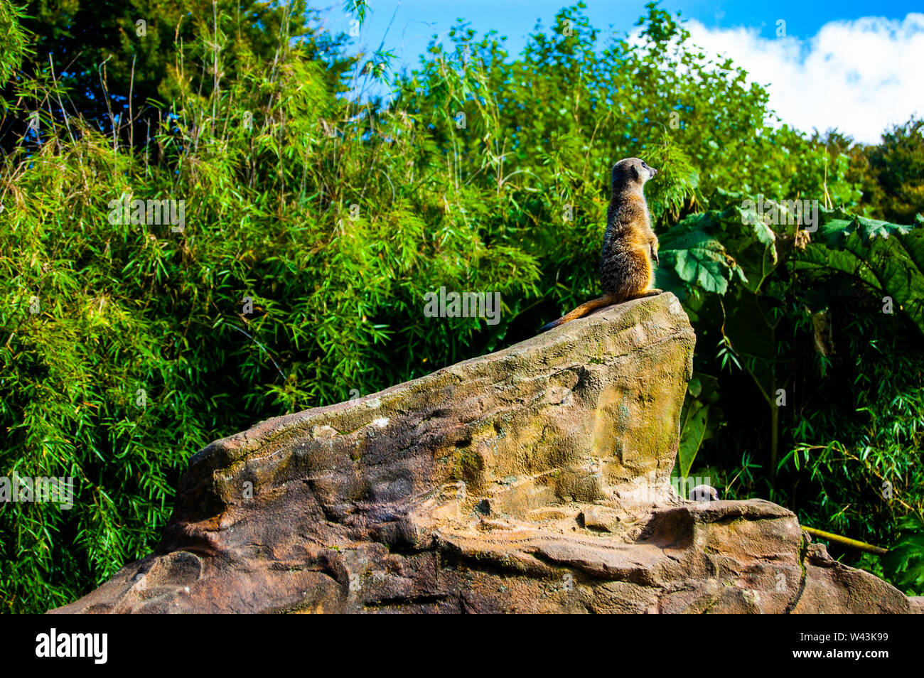 Erdmännchen Sentry auf dem Blick heraus auf Exmoor Zoo Stockfoto