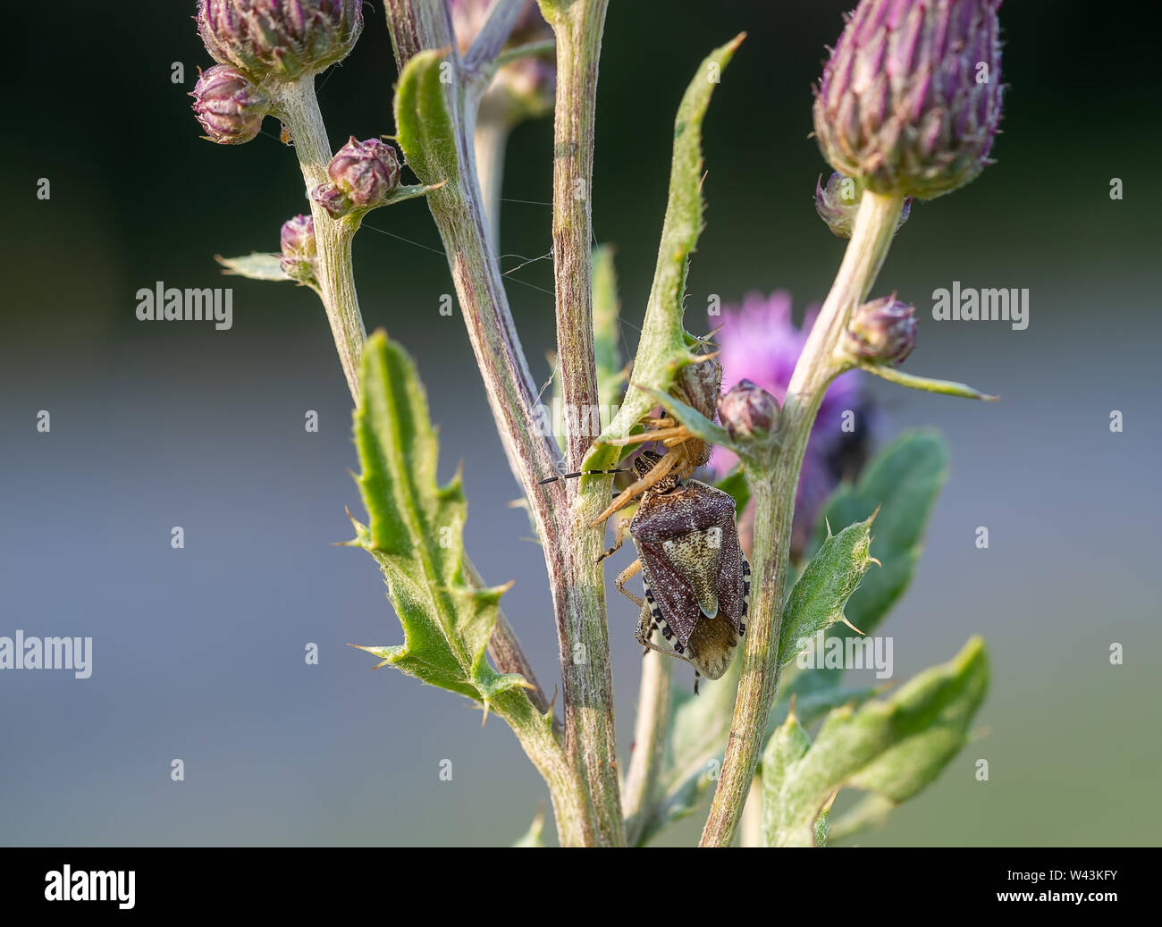 Xysticus audax hat eine Halyomorpha halys in einem Thistle erfasst. Jagd Spinne, Braun marmorated stinken Bug. Leben und Tod in der Natur. Stockfoto