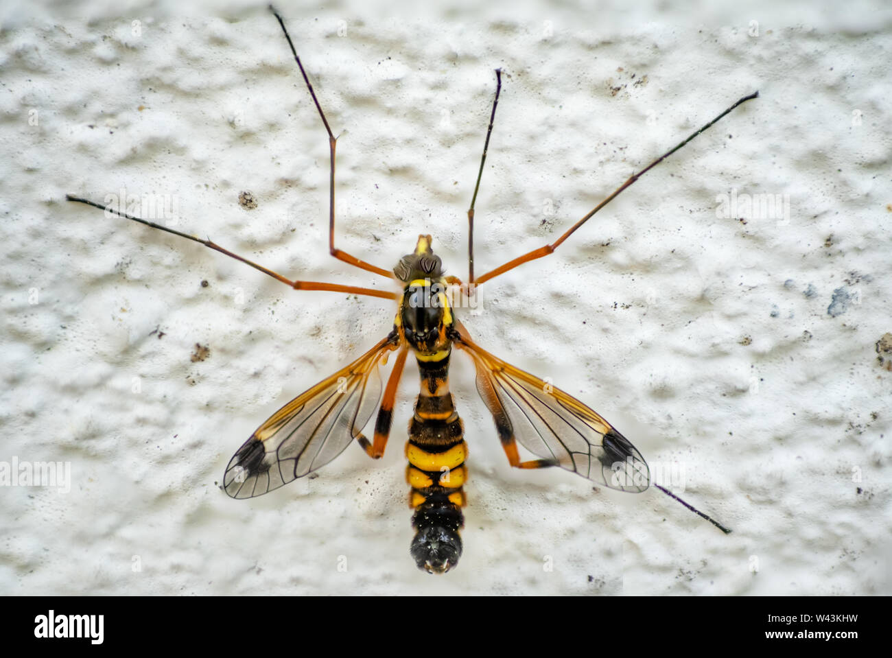 Makroaufnahme eines männlichen Crustacea magnifica (cranefly), das die dunklen Teile auf seinen Hinterbeinen Stockfoto