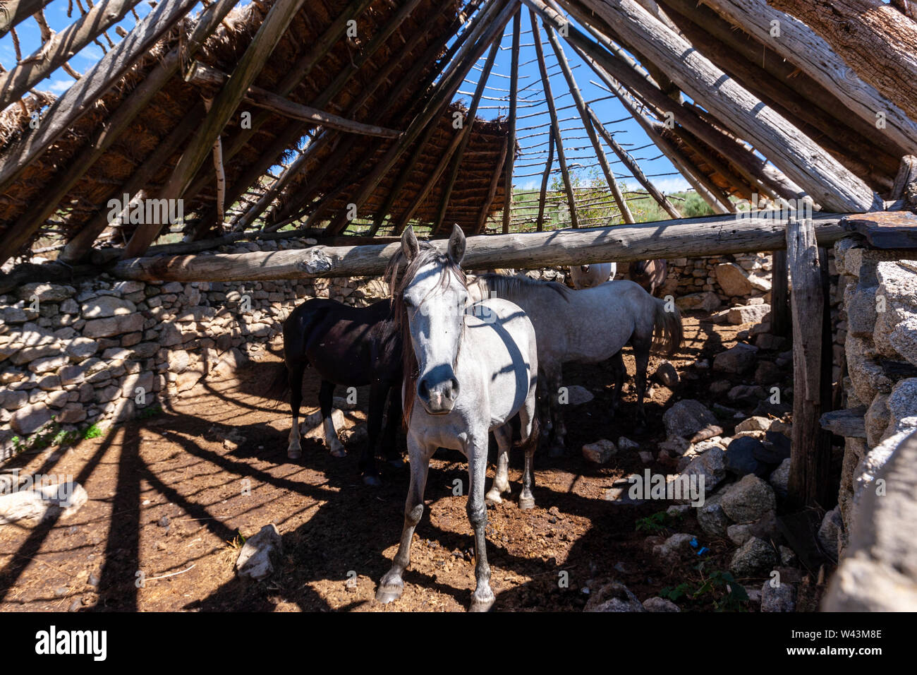 Verbleibende Palloza, traditionellen Behausung der Serra dos Ancares, verwendet als Scheune, Landschaft in der Nähe von Campo del Agua, Leon Provinz Kastilien, Spanien Stockfoto