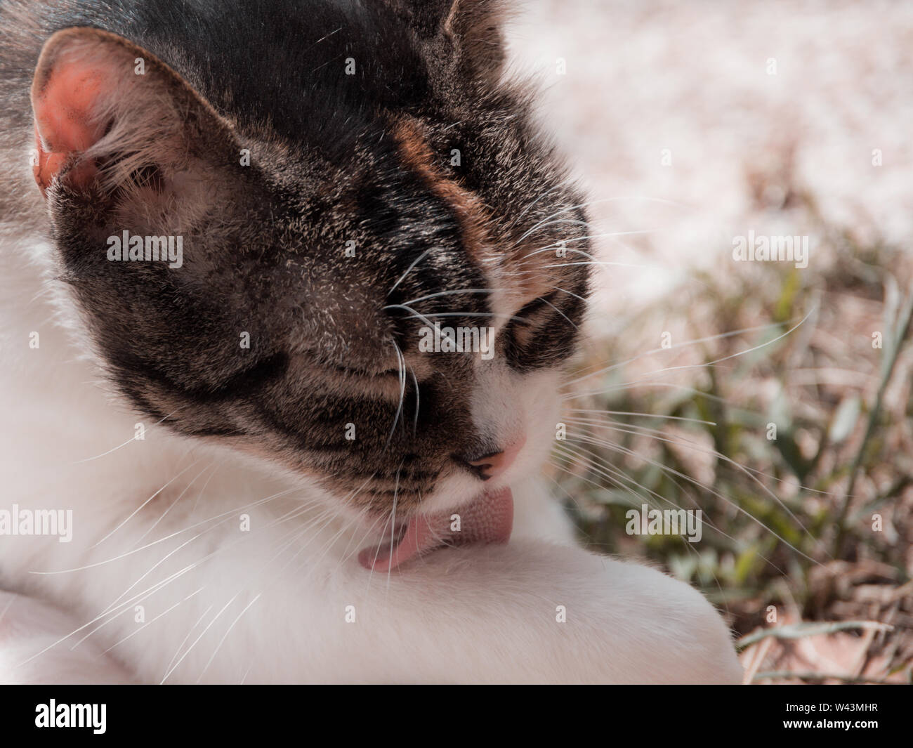 Nahaufnahme der Kopf einer Katze, Katze Lecken der Pfote. Foto im Garten im Sommer Tag genommen. Rijeka, Kroatien. Stockfoto