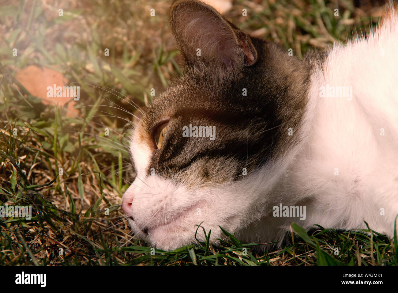 Nahaufnahme von einer Katze Kopf, ein Gefühl der Melancholie. Foto im Garten im Sommer Tag genommen. Rijeka, Kroatien. Stockfoto