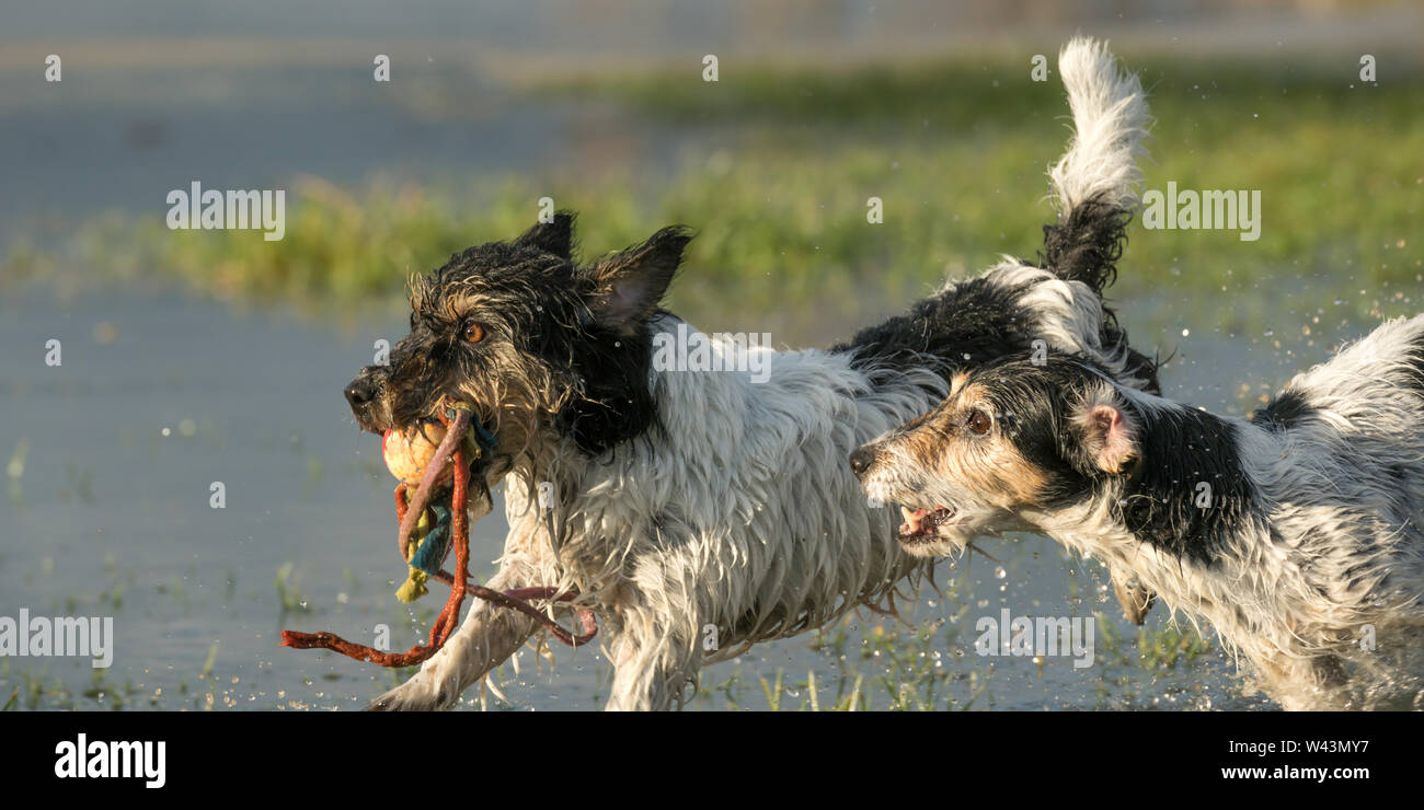 Zwei kleine Jack Russell Terrier hunde Spielen in Wasser mit einer Kugel und läuft und Folgen Stockfoto