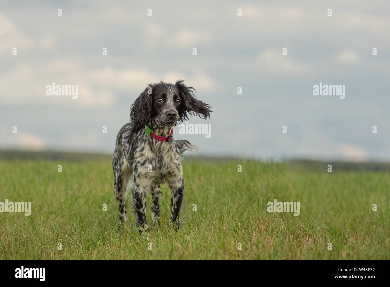 Junge stolz English Springer Spaniel steht in das Gras in eine grüne Wiese Stockfoto