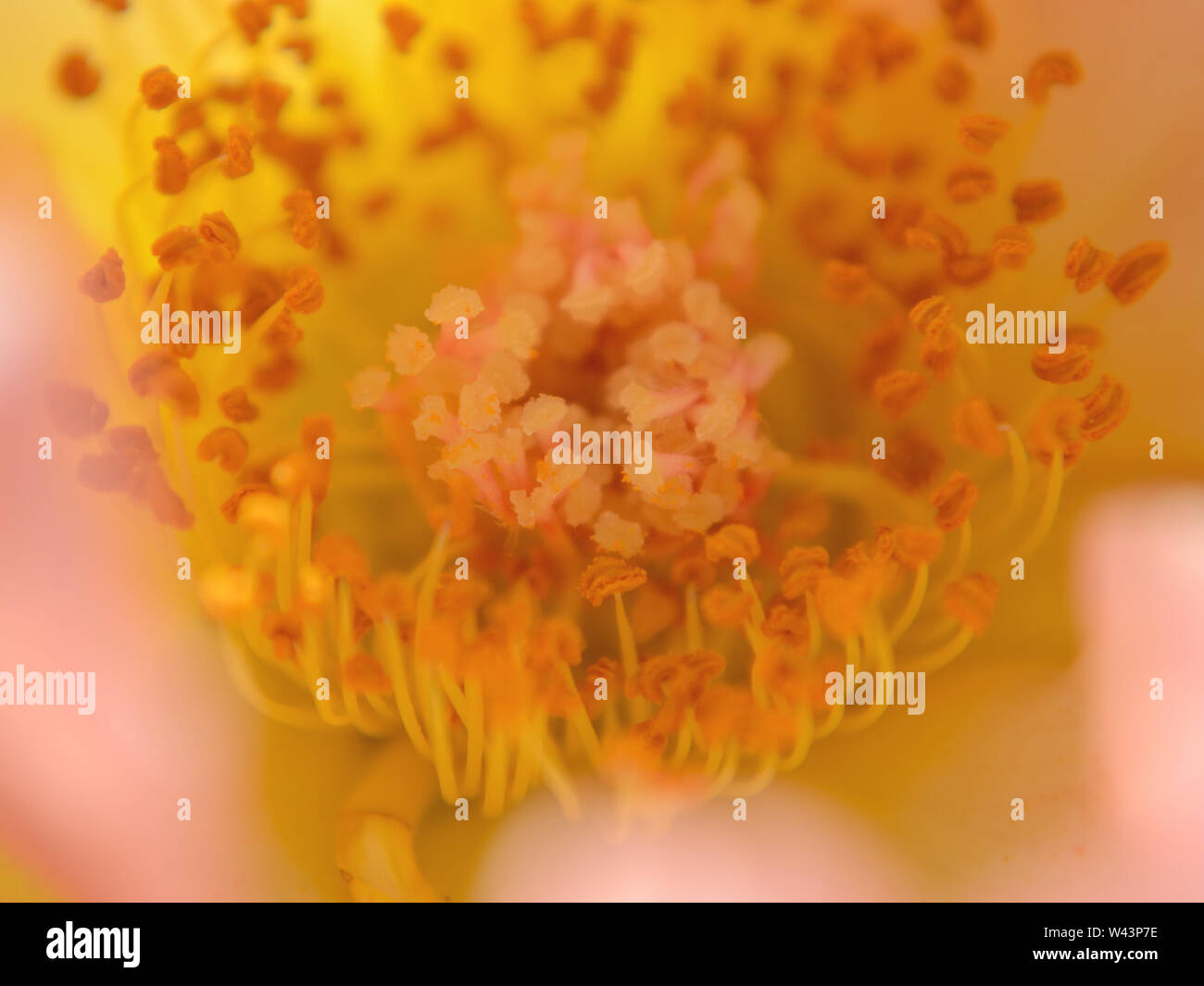 Innenseite einer gelb-rosafarbenen Rose. Pistills and stamens close up, rosa Makrofotografie Stockfoto