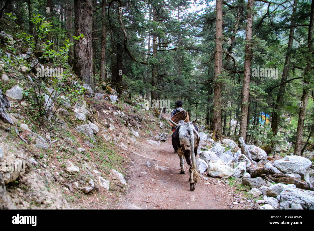 Im Leben der Manaslu, Nepal. Eine lokale mit Ox durch den Wald. Stockfoto