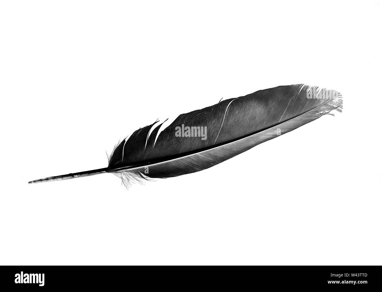 Taube Feder Vogelfeder isoliert auf weißem Hintergrund Stockfoto