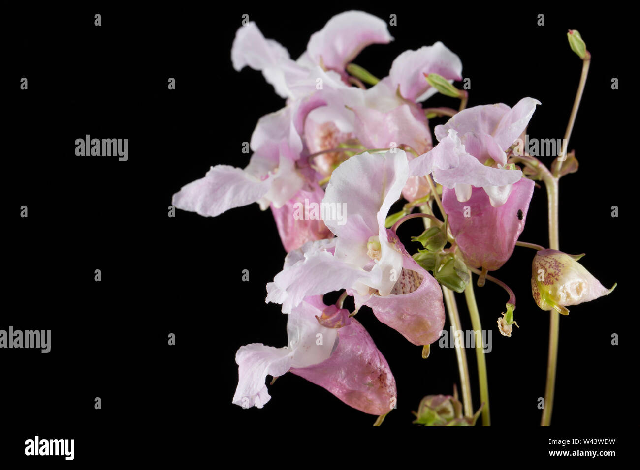 Blühende Himalayan Balsam, Impatiens glandulifera, wachsen an der Seite einer Straße in der Nähe von einem Graben in Dorset. Himalayan Balsam ist eine nicht-native invas Stockfoto