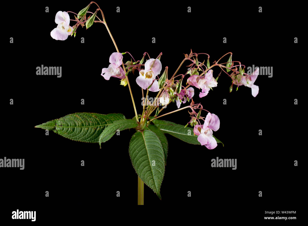 Blühende Himalayan Balsam, Impatiens glandulifera, wachsen an der Seite einer Straße in der Nähe von einem Graben in Dorset. Himalayan Balsam ist eine nicht-native invas Stockfoto