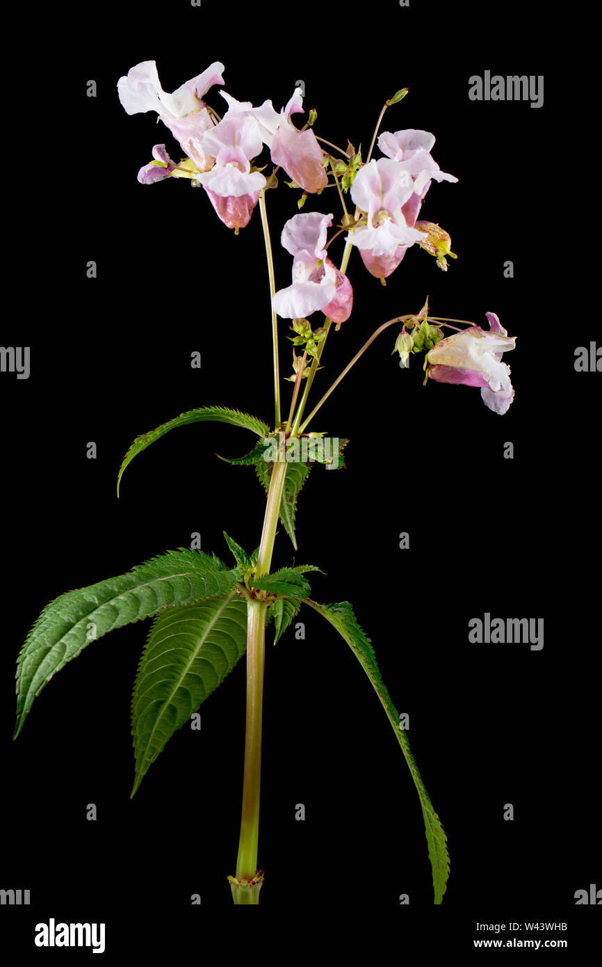 Blühende Himalayan Balsam, Impatiens glandulifera, wachsen an der Seite einer Straße in der Nähe von einem Graben in Dorset. Himalayan Balsam ist eine nicht-native invas Stockfoto