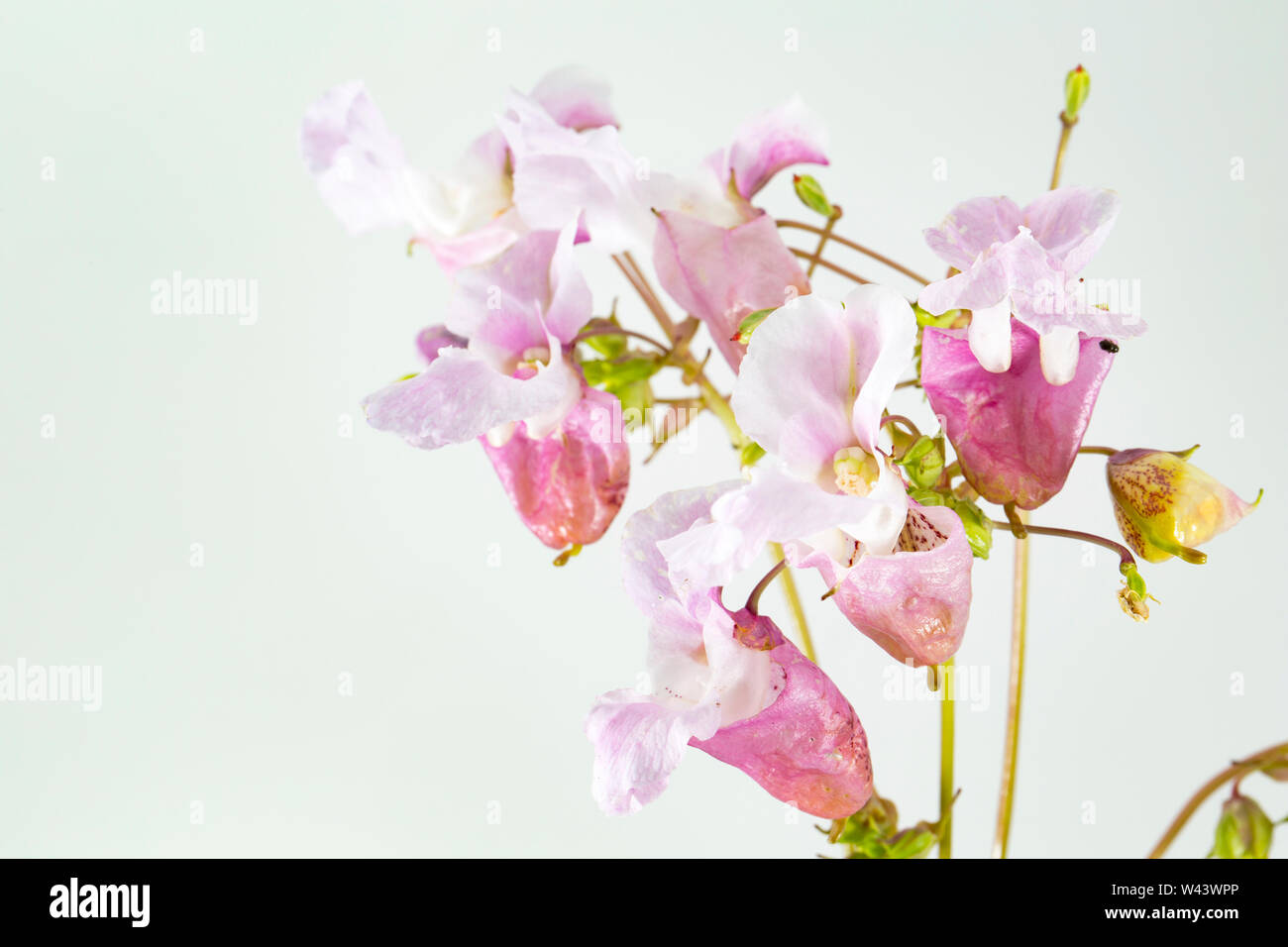 Blühende Himalayan Balsam, Impatiens glandulifera, wachsen an der Seite einer Straße in der Nähe von einem Graben in Dorset. Himalayan Balsam ist eine nicht-native invas Stockfoto