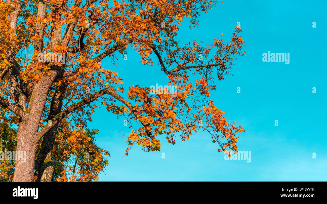 Zweig mit bunten Herbst Ahorn Blätter auf cyan Hintergrund. Herbst buntes Laub. Kontrast von Orange und cyan Farben Stockfoto