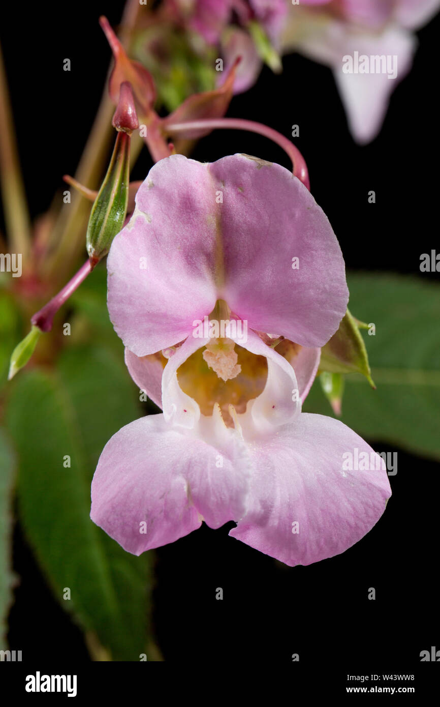 Blühende Himalayan Balsam, Impatiens glandulifera, wachsen an der Seite einer Straße in der Nähe von einem Graben in Dorset. Himalayan Balsam ist eine nicht-native invas Stockfoto
