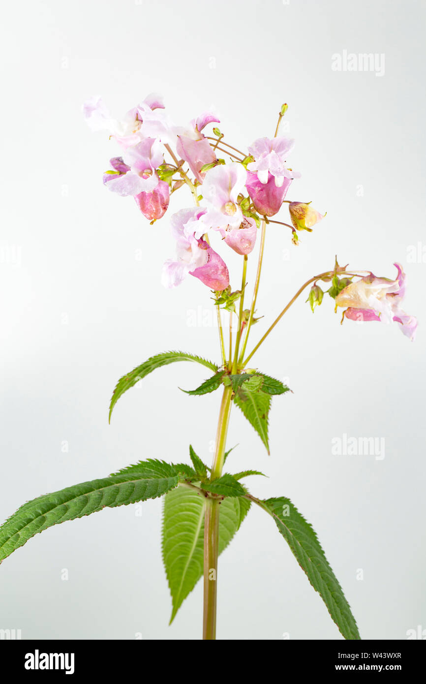Blühende Himalayan Balsam, Impatiens glandulifera, wachsen an der Seite einer Straße in der Nähe von einem Graben in Dorset. Himalayan Balsam ist eine nicht-native invas Stockfoto