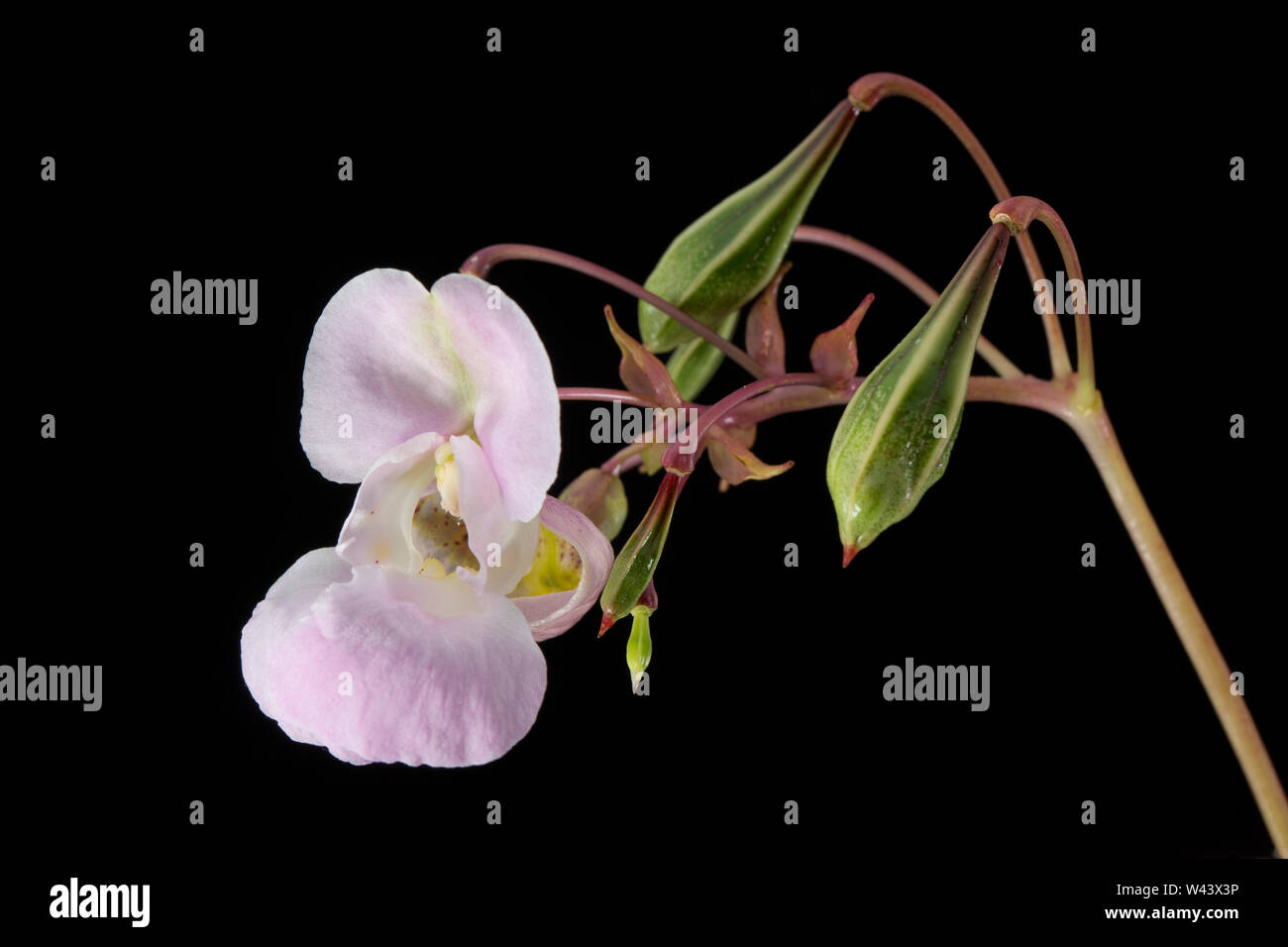 Ein Foto der Himalayan Balsam Blüte Impatiens glandulifera, und seine grüne, die Entwicklung der Samenkapseln. Die Hülsen sind in der Lage, feuern die Samen severa Stockfoto