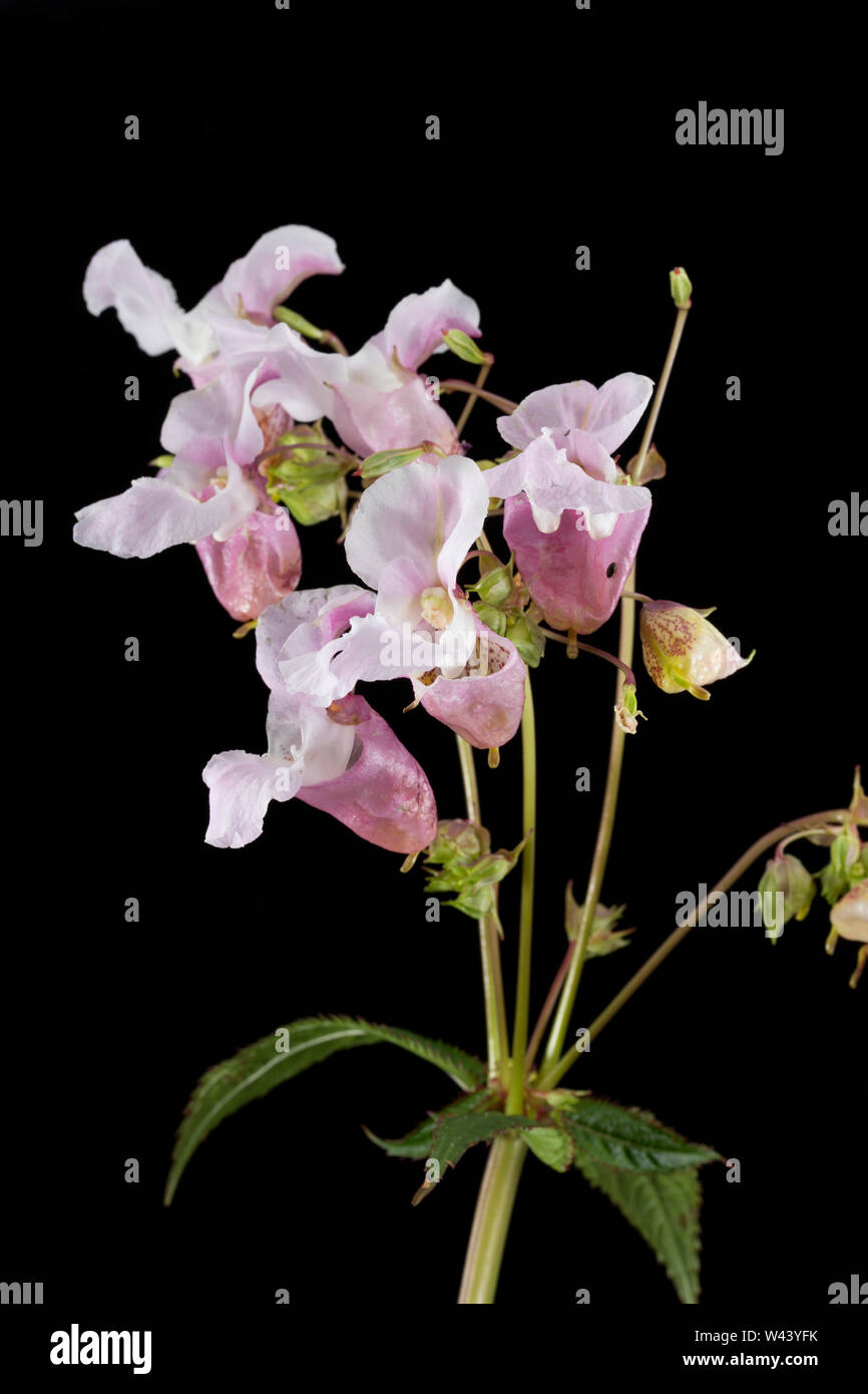 Blühende Himalayan Balsam, Impatiens glandulifera, wachsen an der Seite einer Straße in der Nähe von einem Graben in Dorset. Himalayan Balsam ist eine nicht-native invas Stockfoto