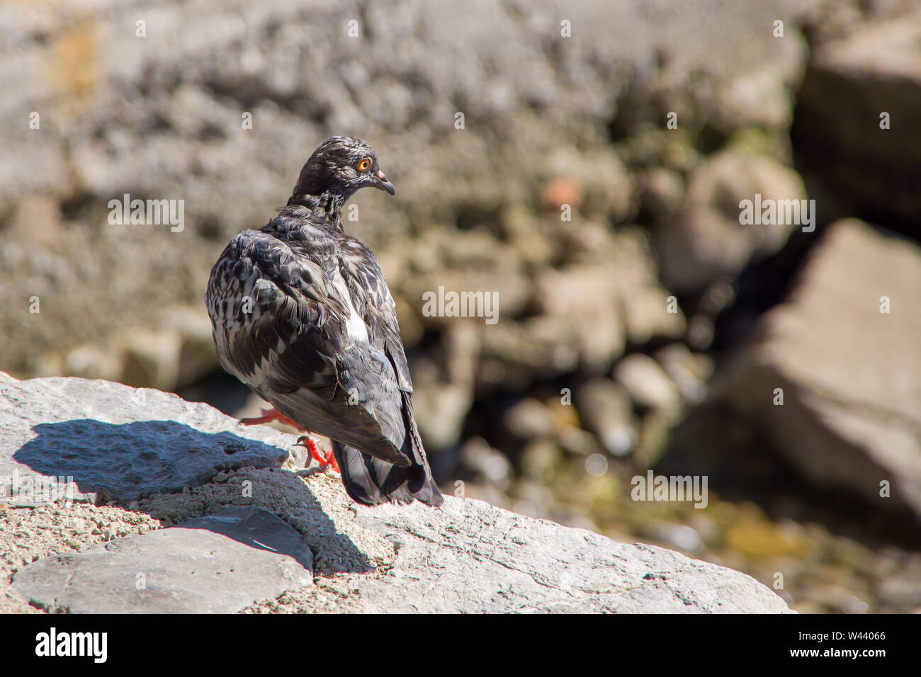 Nahaufnahme von einem grauen schlampig Taube stehen am Rand von Stone shore, verdächtige rückblickend mit einem klaren orange Augen. Herbst in Opatija, Kroatisch Stockfoto